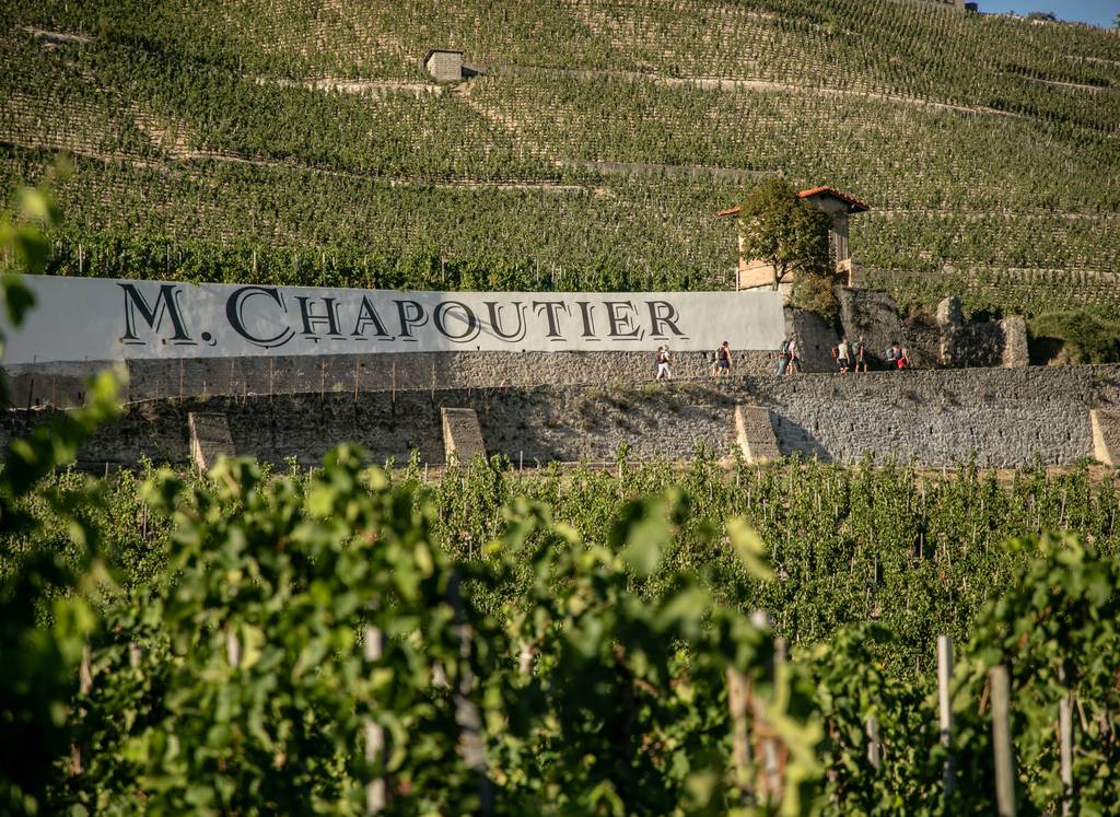 Gros plan sur les vignes du domaine Chapoutier à Tain l'Hermitage.