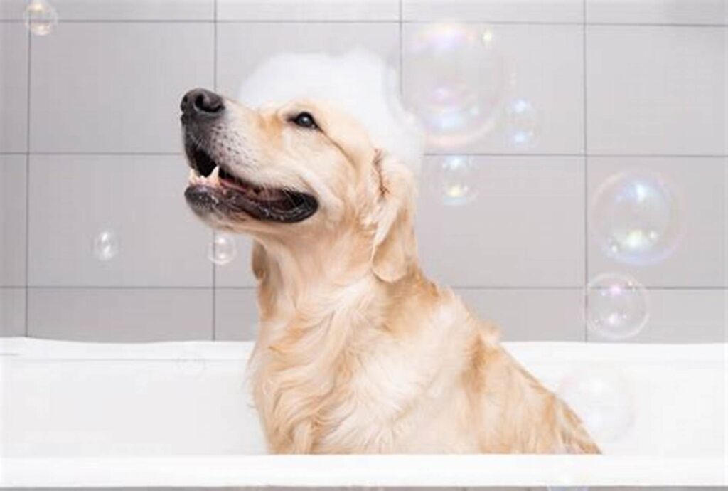 Une nouvelle ère de soins et d'hygiène pour votre chien !