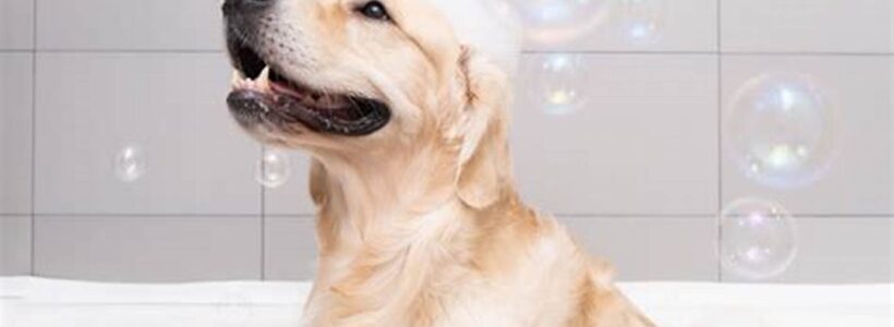 Monsieur Hardi : Une nouvelle ère de soins et d’hygiène pour votre chien !