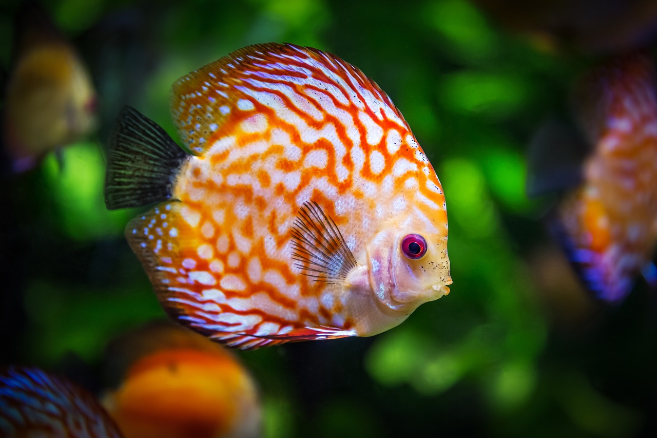 Poissons Barbus Drapeau