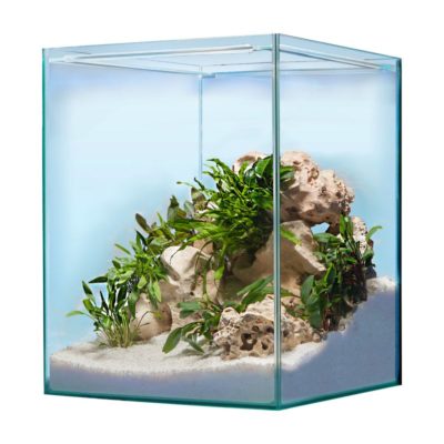 aquarium minimaliste