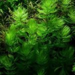 Ceratophyllum-demersum-Foxtail-plante-aquarium