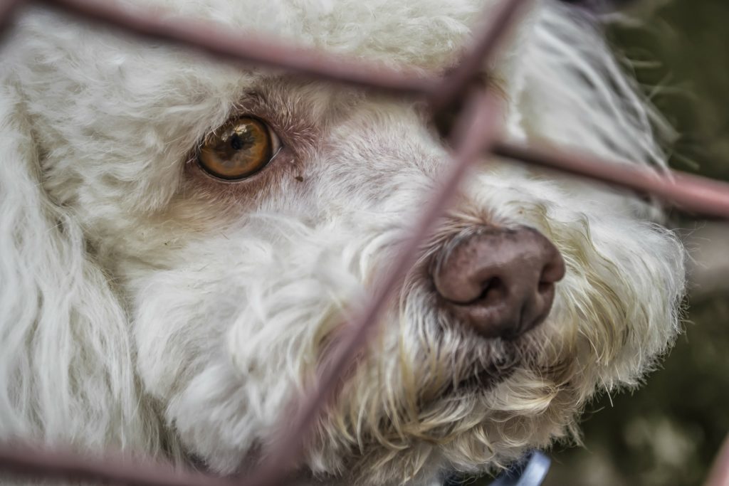 Campagne contre l'abandon des animaux 2021