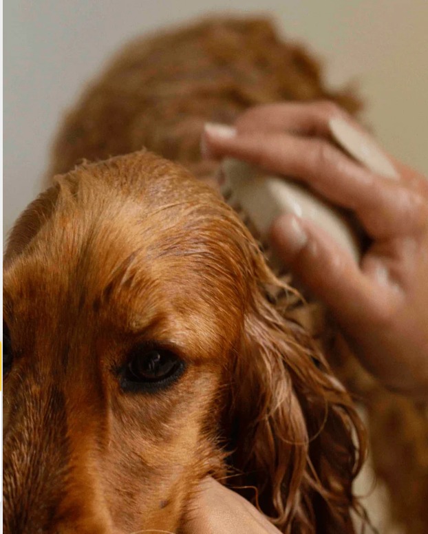 brosse chien
