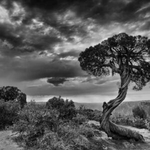 arbre-en-noir-et-blanc-black-canyon-of-the-gunnison-colorado